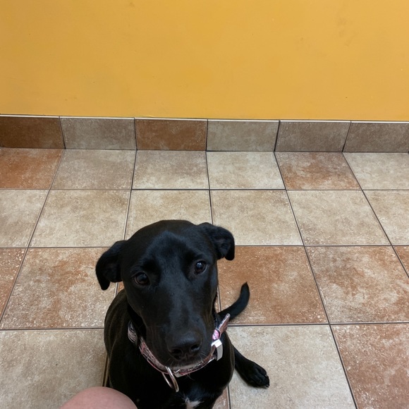 Meet your Posher, Ladonna - Picture 1 of 1